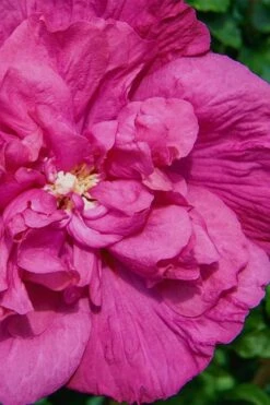 Magenta Chiffon Rose Of Sharon - Hibiscus Syriacus - 3 Gallon Pot -Outlet Drip Mingle Store Rose Of Sharon Magenta Chiffon 7