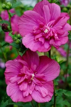 Magenta Chiffon Rose Of Sharon - Hibiscus Syriacus - 3 Gallon Pot -Outlet Drip Mingle Store Rose Of Sharon Magenta Chiffon 8