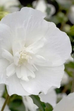 White Pillar Rose Of Sharon - 2 Gallon Pot -Outlet Drip Mingle Store Rose Of Sharon White Pillar 2