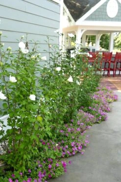 White Pillar Rose Of Sharon - 2 Gallon Pot -Outlet Drip Mingle Store Rose Of Sharon White Pillar 4