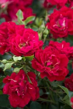 Red Drift Groundcover Rose - 3 Gallon Pot -Outlet Drip Mingle Store Rose Red Drift BS