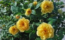 Sunrosa Yellow Dwarf Shrub Rose - 1 Gallon Pot 13 Sunrosa Yellow Dwarf Shrub Rose - 1 Gallon Pot -Outlet Drip Mingle Store Rose Sunrosa Yellow 1
