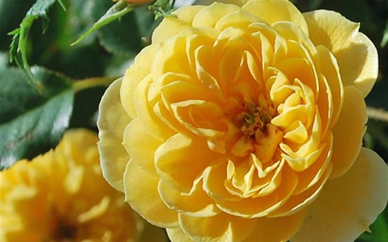 Sunrosa Yellow Dwarf Shrub Rose - 1 Gallon Pot 7 Sunrosa Yellow Dwarf Shrub Rose - 1 Gallon Pot - Image 5