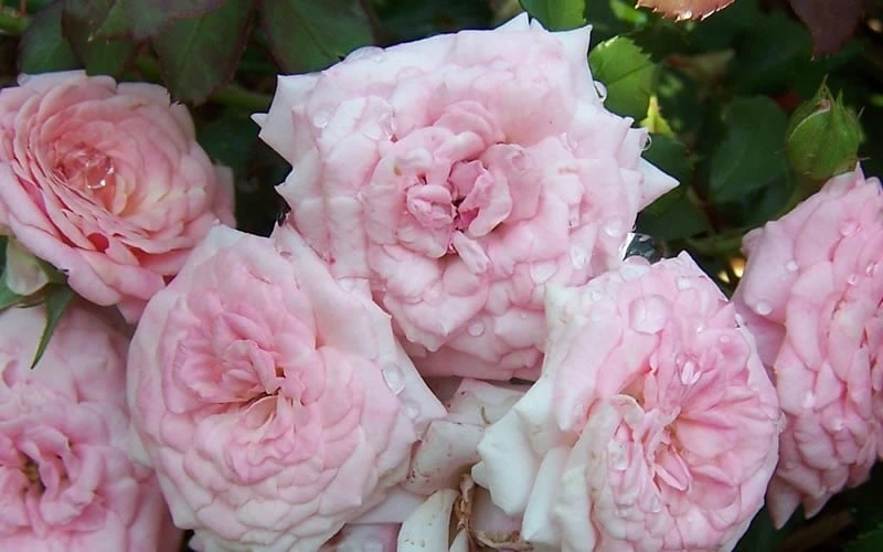 Sweet Drift Groundcover Rose - 3 Gallon Pot 6 Sweet Drift Groundcover Rose - 3 Gallon Pot - Image 4