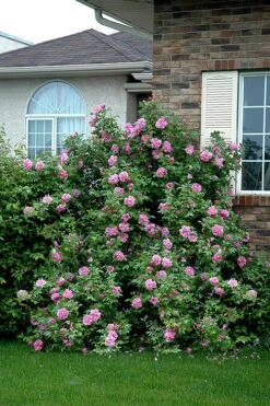 Therese Bugnet Rugosa Rose - 3 Gallon Pot -Outlet Drip Mingle Store Rose Therese Bugnet 4