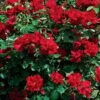 Winner's Circle Red Climbing Rose - 3 Gallon Pot 1 Winner's Circle Red Climbing Rose - 3 Gallon Pot -Outlet Drip Mingle Store Rose Winners Circle 10