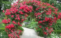 Winner's Circle Red Climbing Rose - 3 Gallon Pot -Outlet Drip Mingle Store Rose Winners Circle 3