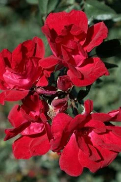 Winner's Circle Red Climbing Rose - 3 Gallon Pot -Outlet Drip Mingle Store Rose Winners Circle 7