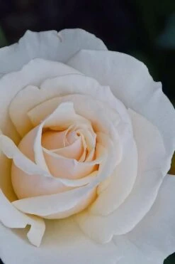 Easy Spirit White Rose - 3 Gallon Pot -Outlet Drip Mingle Store Rose easy spirit 31