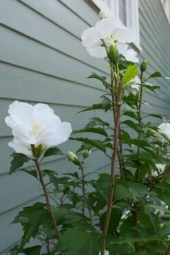 White Pillar Rose Of Sharon - 2 Gallon Pot -Outlet Drip Mingle Store Rose of Sharon White Pillar 5