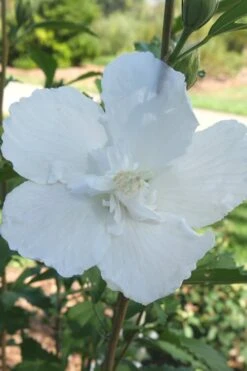 White Pillar Rose Of Sharon - 2 Gallon Pot -Outlet Drip Mingle Store Rose of Sharon White Pillar 7