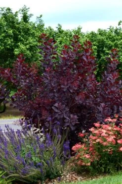 Royal Purple Smoke Tree (Smokebush) - 5 Gallon Pot - SALE -Outlet Drip Mingle Store SMoke Tree Royal Purple 20 1