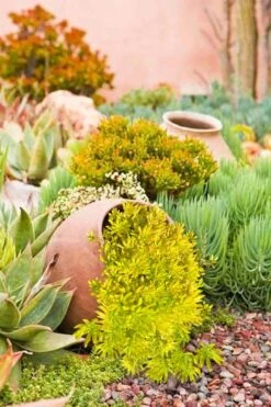Lemon Ball Sedum - 5 Pack Of Pint Pots -Outlet Drip Mingle Store Sedum mexicanum lemon ball 2