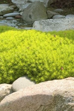 Lemon Ball Sedum - 5 Pack Of Pint Pots -Outlet Drip Mingle Store Sedum mexicanum lemon ball 4