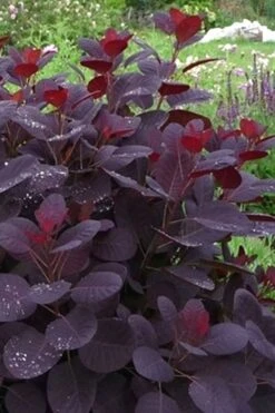 Royal Purple Smoke Tree (Smokebush) - 5 Gallon Pot - SALE -Outlet Drip Mingle Store Smoke Tree Royal Purple 11 1