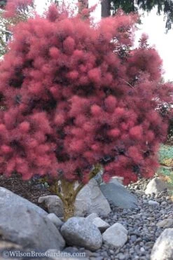 Royal Purple Smoke Tree (Smokebush) - 5 Gallon Pot -Outlet Drip Mingle Store Smoke Tree Royal Purple 12