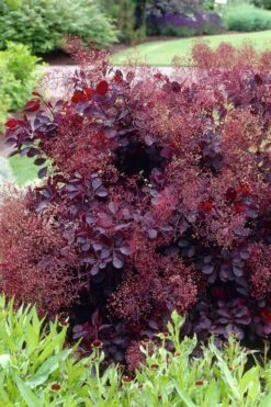 Royal Purple Smoke Tree (Smokebush) - 5 Gallon Pot - SALE -Outlet Drip Mingle Store Smoke Tree Royal Purple 23