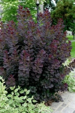 Royal Purple Smoke Tree (Smokebush) - 5 Gallon Pot -Outlet Drip Mingle Store Smoke Tree Royal Purple 25