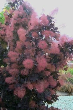 Royal Purple Smoke Tree (Smokebush) - 5 Gallon Pot -Outlet Drip Mingle Store Smoke Tree Royal Purple 28