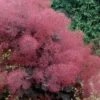 Royal Purple Smoke Tree (Smokebush) - 5 Gallon Pot -Outlet Drip Mingle Store Smoke Tree Royal Purple 29