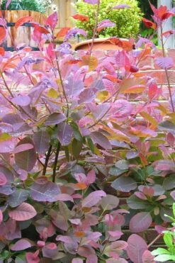 Grace Pink Flowering Smoke Tree - 3 Gallon Pot 17 Grace Pink Flowering Smoke Tree - 3 Gallon Pot -Outlet Drip Mingle Store Smoketree Grace 3