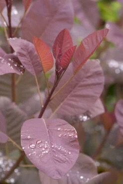 Grace Pink Flowering Smoke Tree - 3 Gallon Pot 14 Grace Pink Flowering Smoke Tree - 3 Gallon Pot -Outlet Drip Mingle Store Smoketree Grace 4