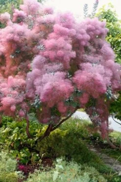 Grace Pink Flowering Smoke Tree - 3 Gallon Pot 13 Grace Pink Flowering Smoke Tree - 3 Gallon Pot -Outlet Drip Mingle Store Smoketree Grace 9