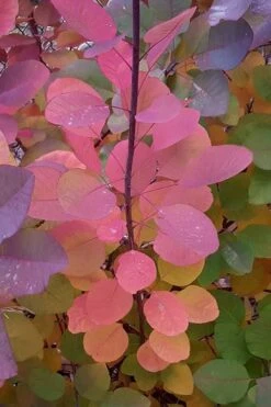 Grace Pink Flowering Smoke Tree - 3 Gallon Pot 15 Grace Pink Flowering Smoke Tree - 3 Gallon Pot -Outlet Drip Mingle Store Smoketree Grace Fall Color 5