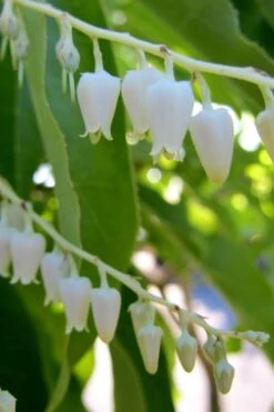 Sourwood Tree (Oxydendrum Arboreum) - 3 Pack Of 1.5 Quart Pots -Outlet Drip Mingle Store Sourwood Tree 18