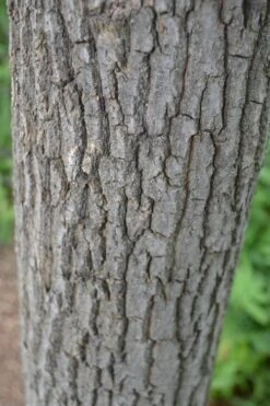 Sourwood Tree (Oxydendrum Arboreum) - 3 Pack Of 1.5 Quart Pots -Outlet Drip Mingle Store Sourwood Tree 20