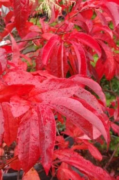 Sourwood Tree (Oxydendrum Arboreum) - 3 Pack Of 1.5 Quart Pots -Outlet Drip Mingle Store Sourwood Tree 6