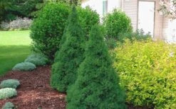 Dwarf Alberta Spruce - 5 Gallon Pot -Outlet Drip Mingle Store Spruce Dwarf Alberta 2 1