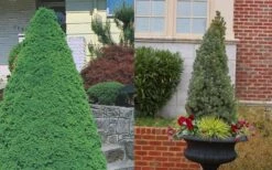 Dwarf Alberta Spruce - 5 Gallon Pot -Outlet Drip Mingle Store Spruce Dwarf Alberta 3 1