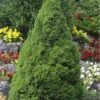 Dwarf Alberta Spruce - 5 Gallon Pot -Outlet Drip Mingle Store Spruce Dwarf Alberta Picea 500x750 2