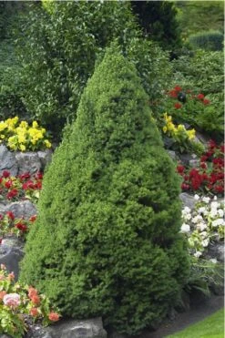 Dwarf Alberta Spruce - 5 Gallon Pot