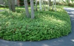 Creeping St Johns Wort - Hypericum Calycinum - 18 Pack Of Pint Pots -Outlet Drip Mingle Store St Johns Wort 1