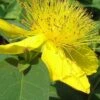 Creeping St Johns Wort (Hypericum Calycinum) - 5 Pack Of Quart Pots