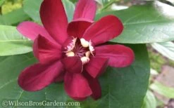 Aphrodite Sweetshrub (Carolina Allspice) - Calycanthus - 3 Gallon Pot -Outlet Drip Mingle Store Sweet Shrub Aphrodite 50