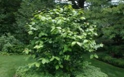 Aphrodite Sweetshrub (Carolina Allspice) - Calycanthus - 1 Gallon Pot -Outlet Drip Mingle Store Sweet Shrub Aphrodite Shrub 1