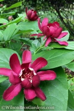 Aphrodite Sweetshrub (Carolina Allspice) - Calycanthus - 1 Gallon Pot -Outlet Drip Mingle Store Sweetshrub Aphrodite 1 500x750 2