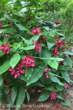 Aphrodite Sweetshrub (Carolina Allspice) - Calycanthus - 1 Gallon Pot -Outlet Drip Mingle Store Sweetshrub Aphrodite 20 1