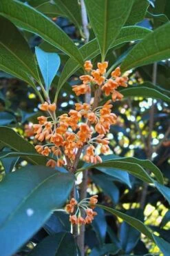 Apricot Echo Tea Olive - Osmanthus Fragrans Aurantiacus - 3 Gallon Pot