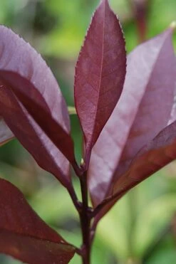 Apricot Echo Tea Olive (Osmanthus Fragrans Aurantiacus) - 7 Gallon Pot (3-4') -Outlet Drip Mingle Store Tea Olive Apricot Echo 4 1