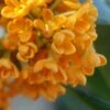 Fragrant Orange Tea Olive - Osmanthus Fragrans Aurantiacus - 5 Pack Of Quart Pots -Outlet Drip Mingle Store Tea Olive Fragrant Orange 500x750 1