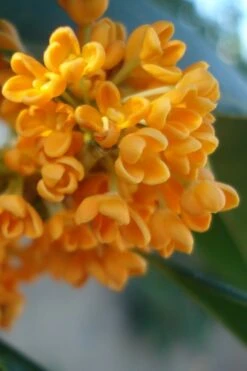 Fragrant Orange Tea Olive - Osmanthus Fragrans Aurantiacus - 5 Pack Of Quart Pots