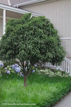 Fudingzhu Fragrant White Tea Olive (Osmanthus Fragrans) - 6 Pack Of 1 Gallon Pots -Outlet Drip Mingle Store Tea Olive Fudingzhu 6