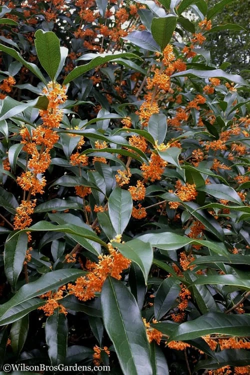 Fragrant Orange Tea Olive - Osmanthus Fragrans Aurantiacus - 5 Pack Of Quart Pots 8 Fragrant Orange Tea Olive - Osmanthus Fragrans Aurantiacus - 5 Pack Of Quart Pots - Image 6