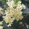 Fragrant White Tea Olive - 3 Gallon Pot -Outlet Drip Mingle Store Tea Olive White Flowers Osmanthus Fragrans 500x750 1