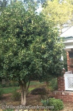 Fragrant White Tea Olive - 3 Gallon Pot -Outlet Drip Mingle Store Teav Olive White Osmanthus Fragrans 500x750 1