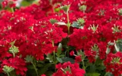 EnduraScape Red Verbena - 1 Gallon Pot -Outlet Drip Mingle Store Verbena EnduraScape Red